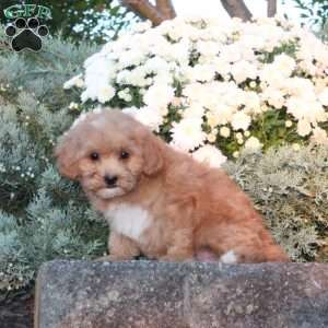 Dahlia, Forever Puppy